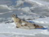 Seal, Holyrood