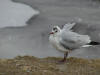 Arctic Tern?, Kelligrews