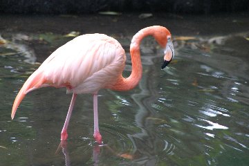 http://www.lanephotography.com/florida/birds/pink%20flamingo%20-%2001.JPG