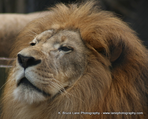 African Lions, Naples and Calgary Zoos